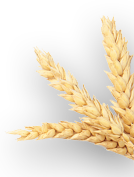 épis de blé
